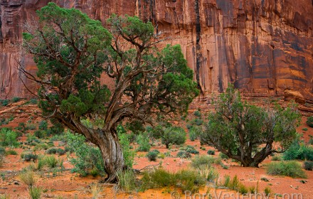 Three Cedars