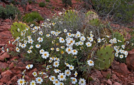 Sedona Flowers