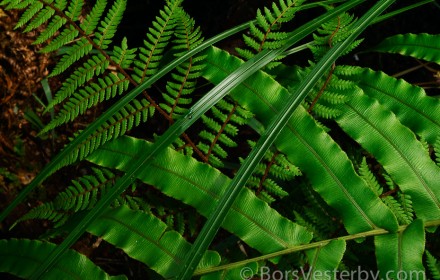 Fiordland Ferns