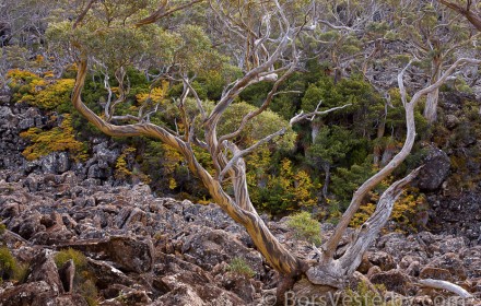 Snow Gum Tree