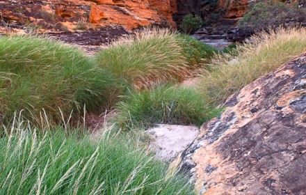 Spinifex Canyon