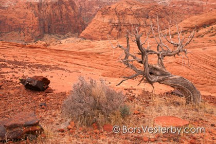 The Tree, the Bush, and the Rock