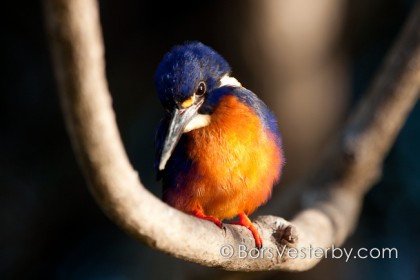 Azure Kingfisher