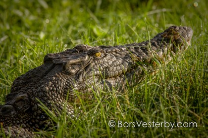 Dragon in the Grass