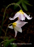 Lily Pair