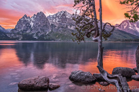 Jenny Lake Pine