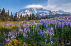 Lupine Mountain